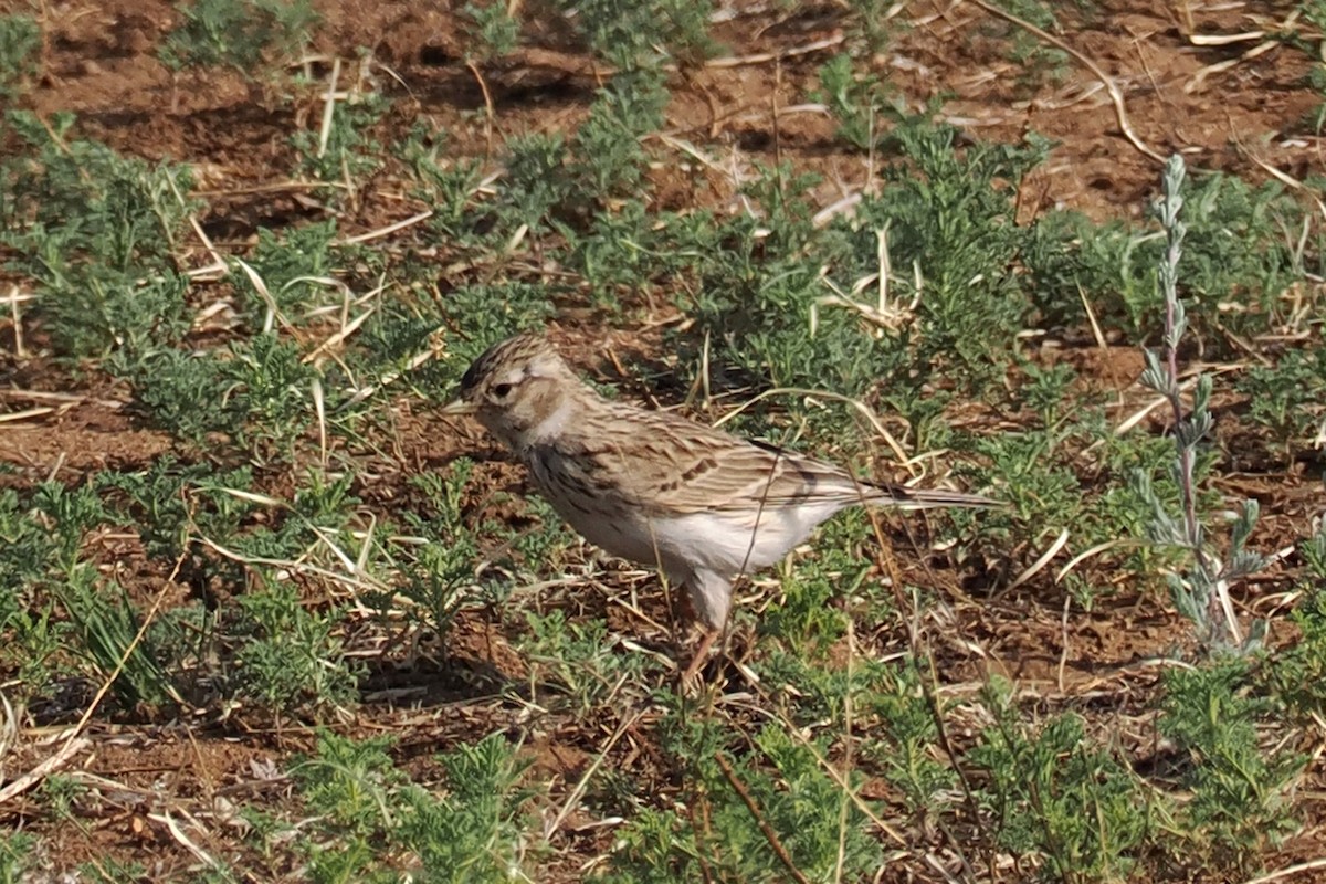 Asian Short-toed Lark - ML638451312