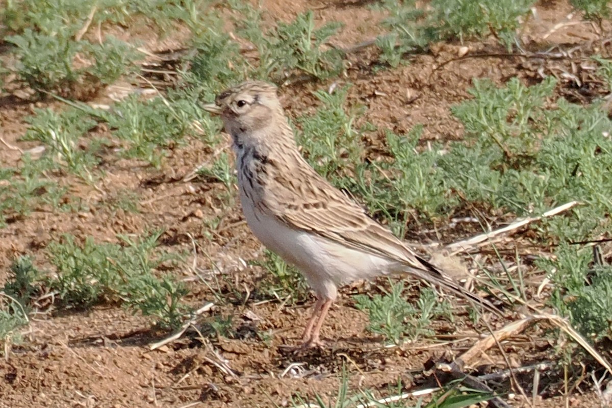 Asian Short-toed Lark - ML638451313