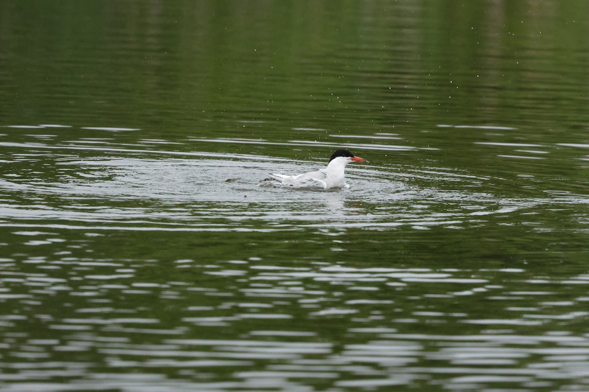Forster's Tern - ML638451344