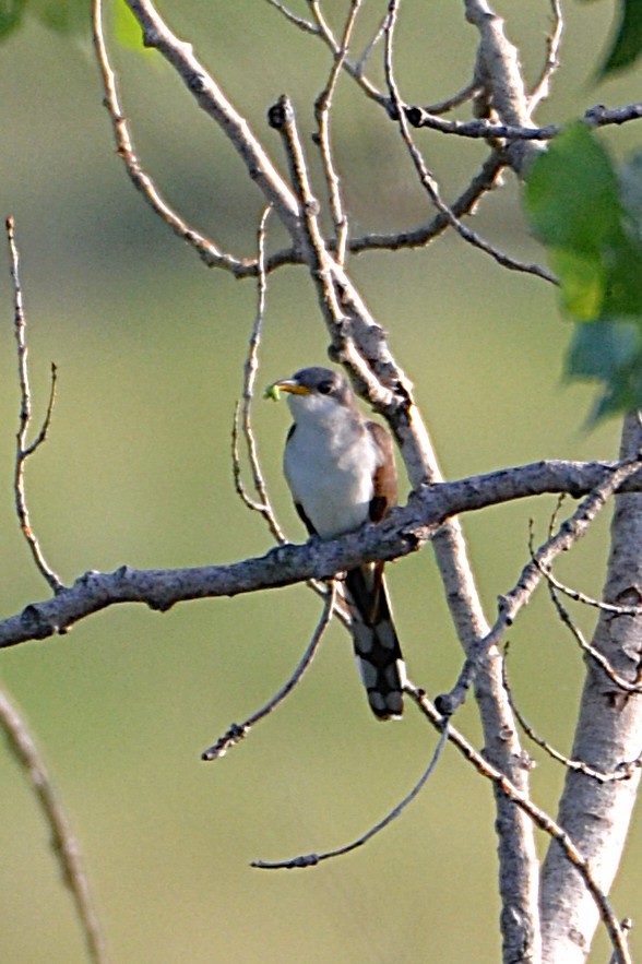 Кукліло північний - ML638451369