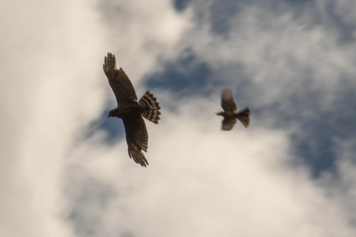 Roadside Hawk - ML638451379