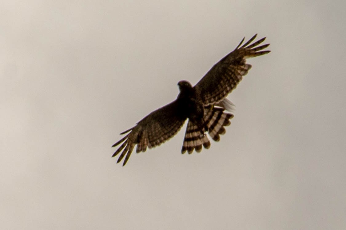 Roadside Hawk - ML638451380