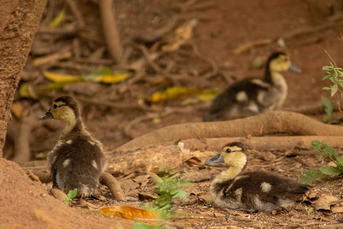 Muscovy Duck - ML638451399