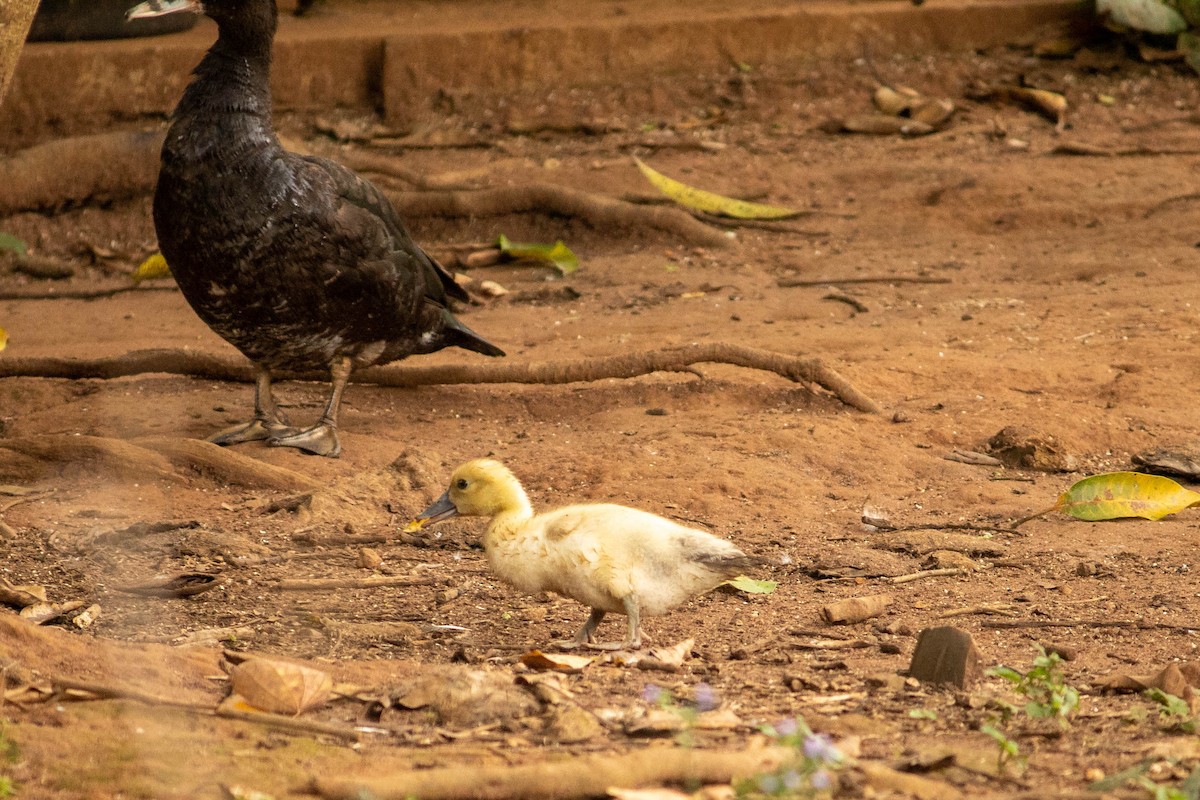 Muscovy Duck - ML638451400