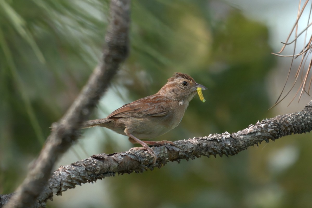 Bachman's Sparrow - ML638451402