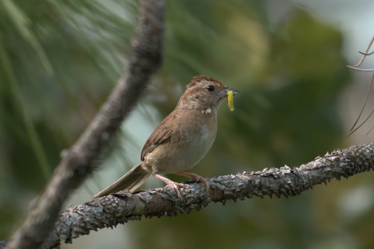 Bachman's Sparrow - ML638451403