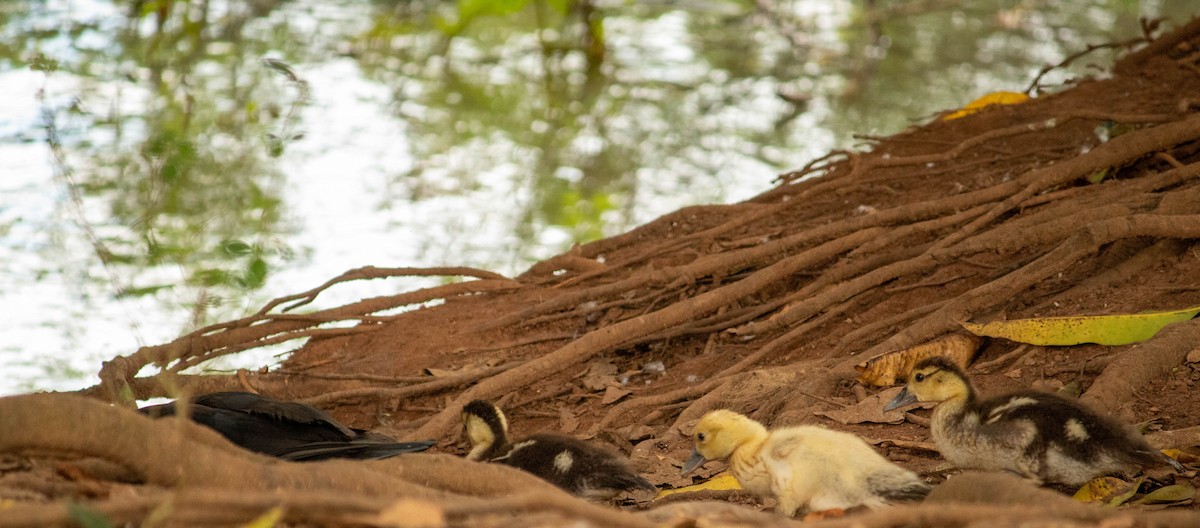 Muscovy Duck - ML638451405
