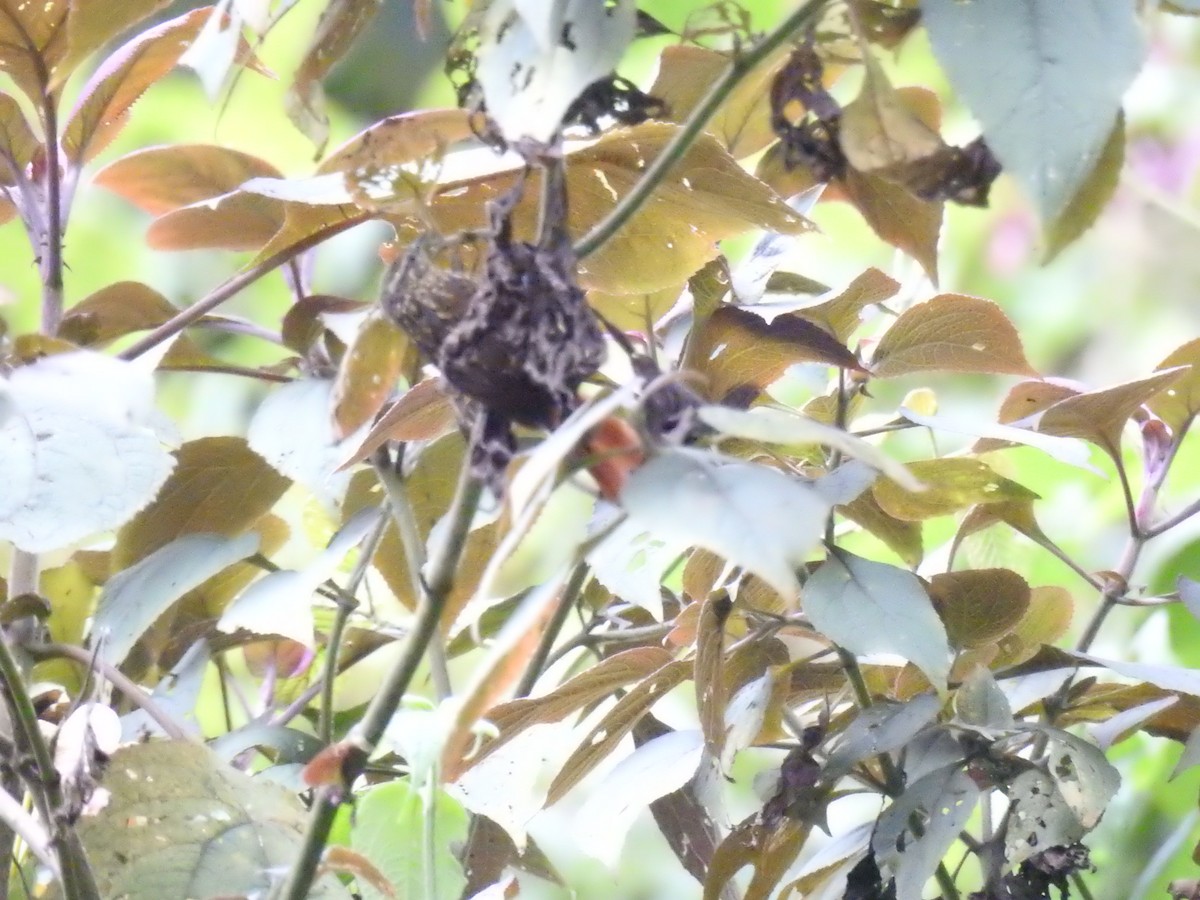 Rusty-winged Barbtail - ML638451406