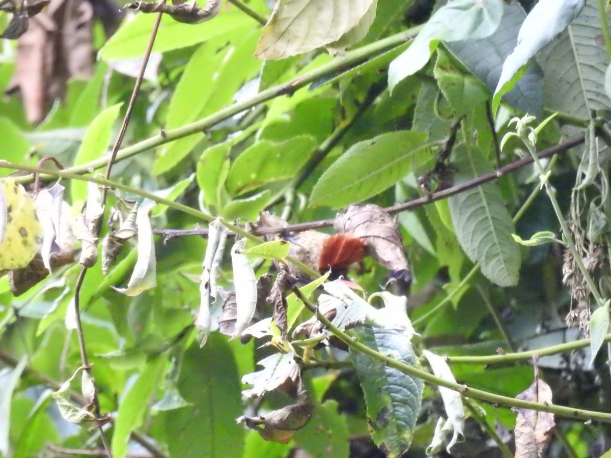 Rusty-winged Barbtail - ML638451407