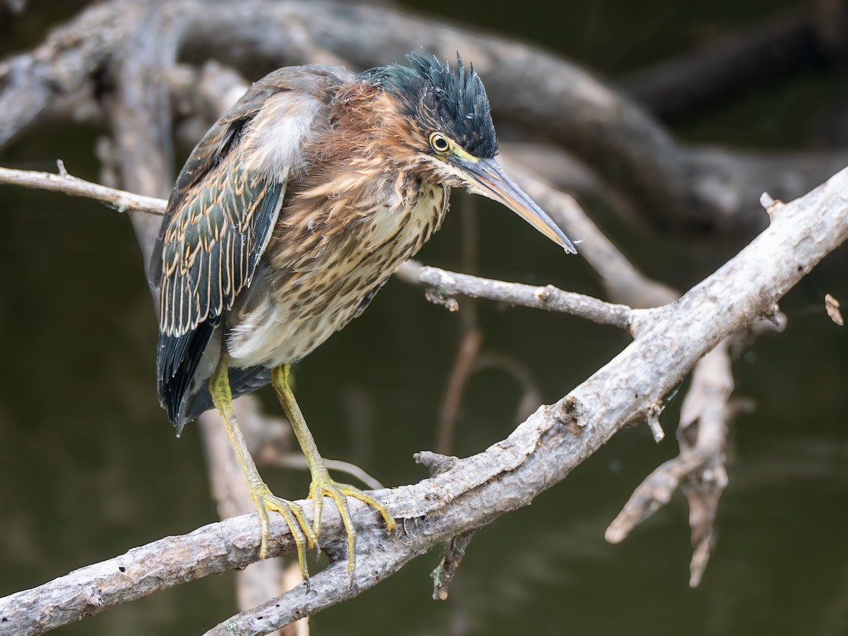 Yeşil Balıkçıl - ML638451409