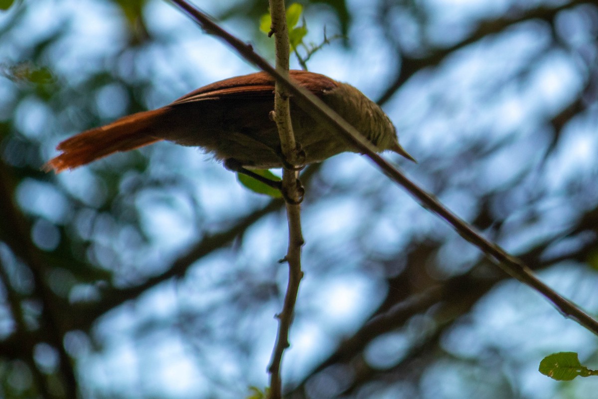 Rusty-backed Spinetail - ML638451426