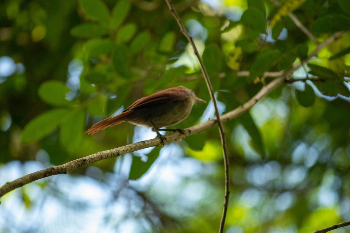 Rusty-backed Spinetail - ML638451427