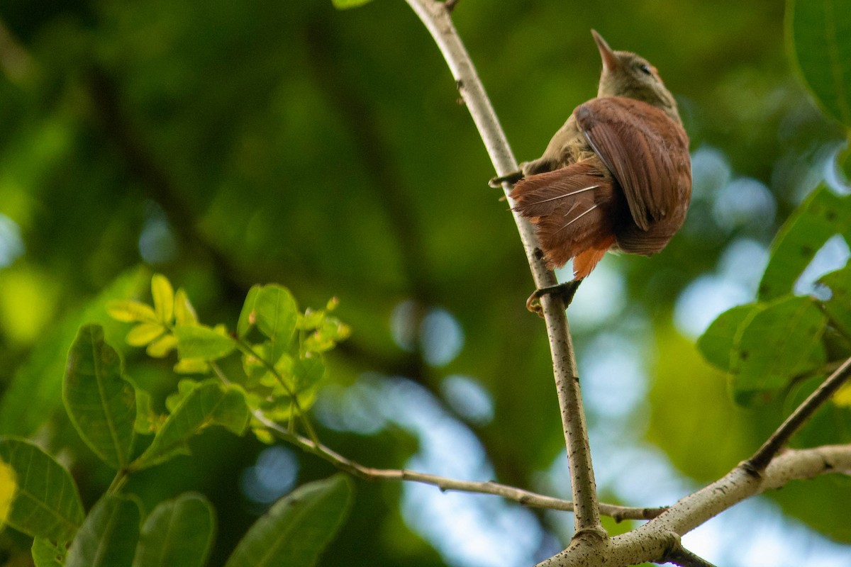 Rusty-backed Spinetail - ML638451428