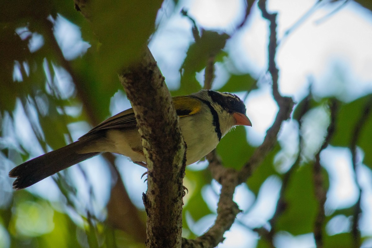 Saffron-billed Sparrow (Saffron-billed) - ML638451444