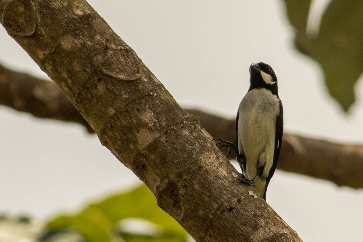Lined Seedeater - ML638451451