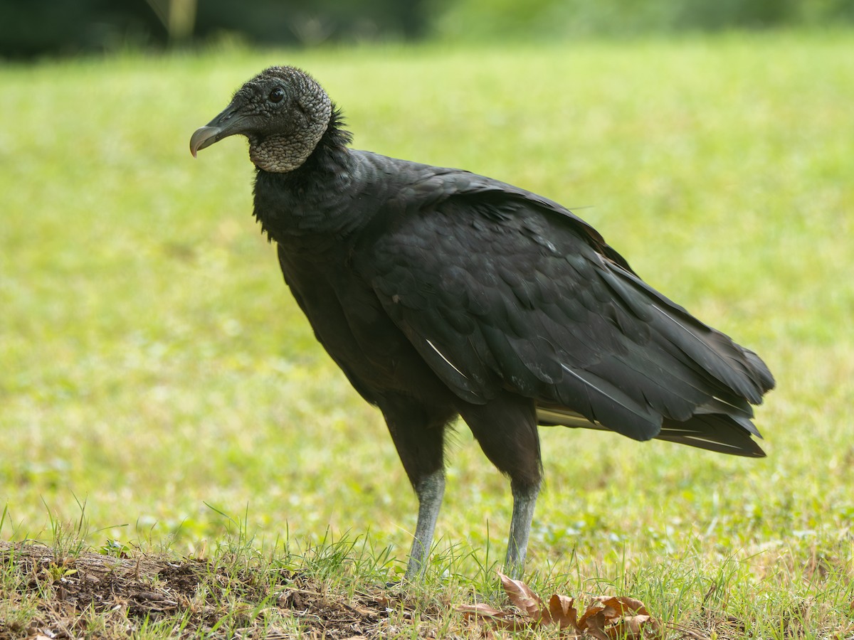 Karga Akbabası - ML638451459