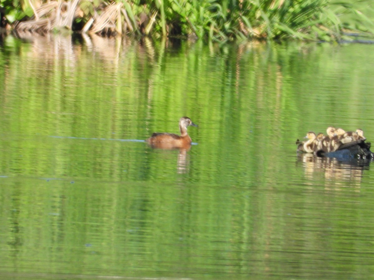 Ring-necked Duck - ML638451473