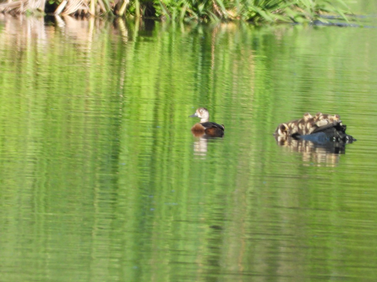 Ring-necked Duck - ML638451476