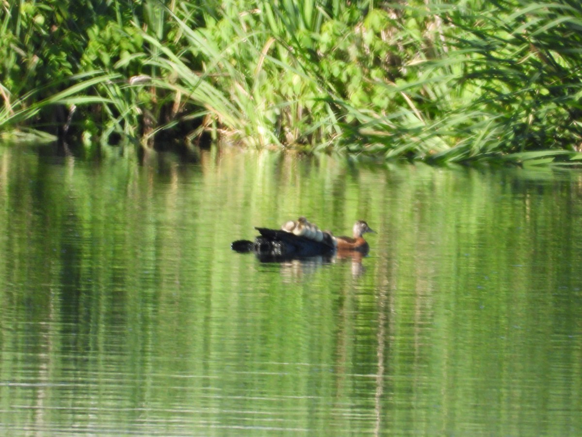 Ring-necked Duck - ML638451477