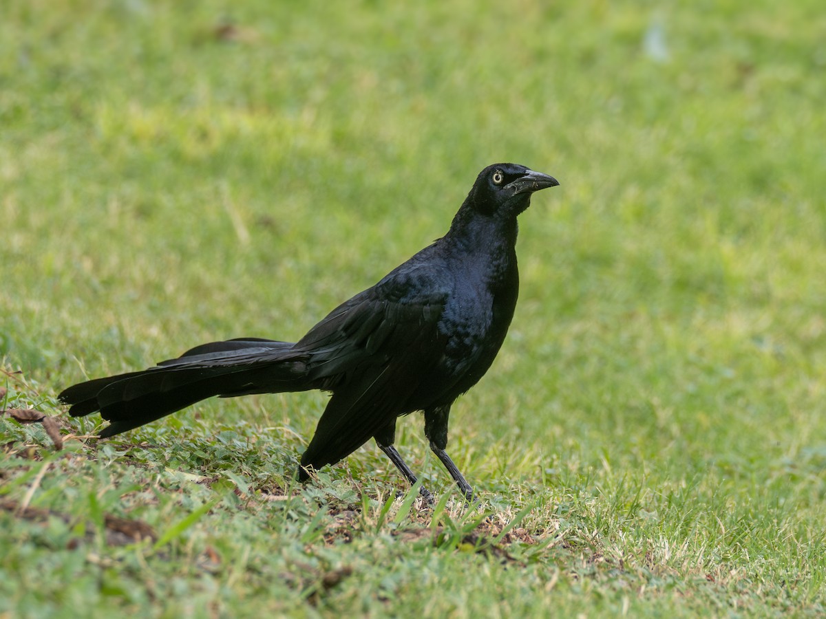 Büyük Kuyruklu Kiskal - ML638451483