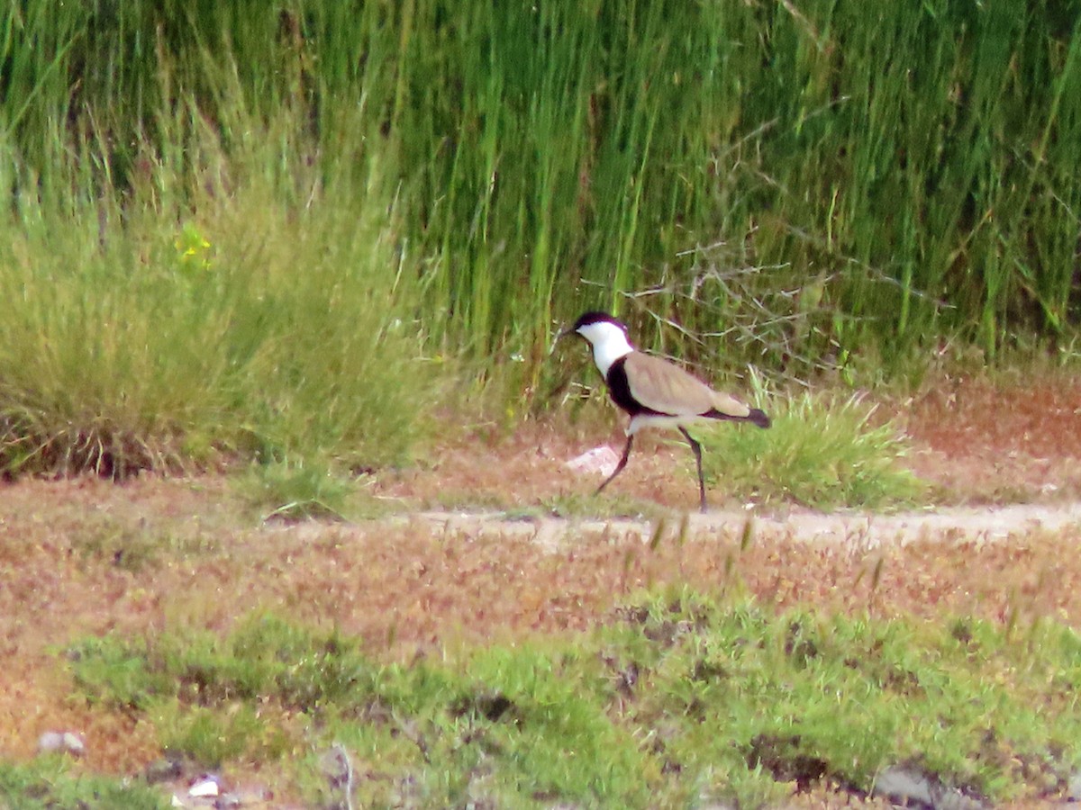 Spur-winged Lapwing - ML638451484