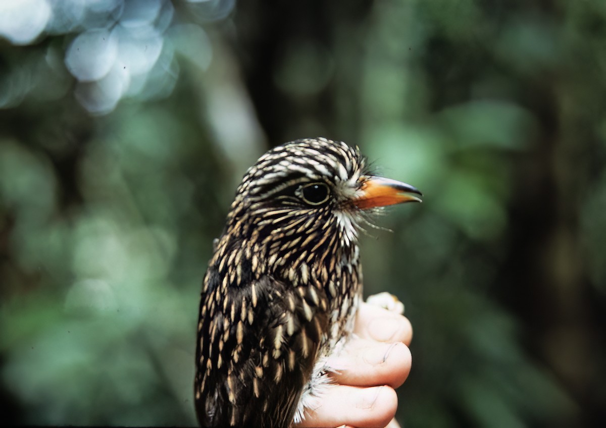 White-chested Puffbird - ML638451487