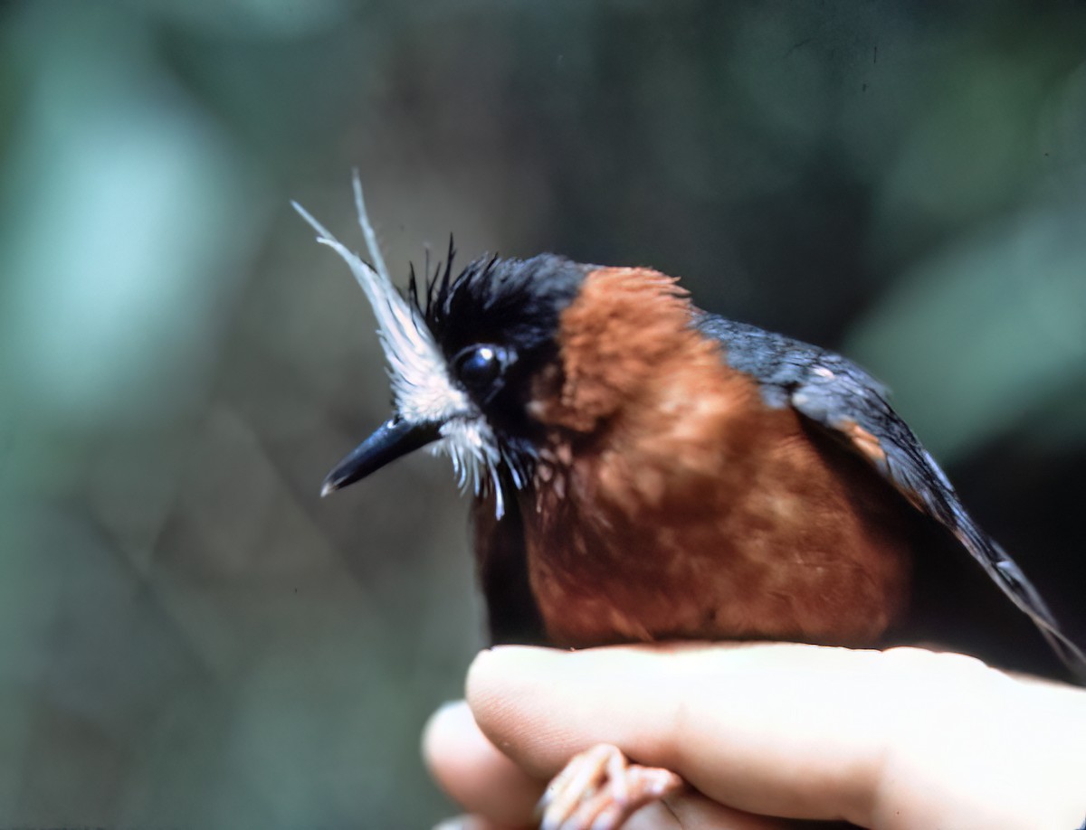 White-plumed Antbird - ML638451511