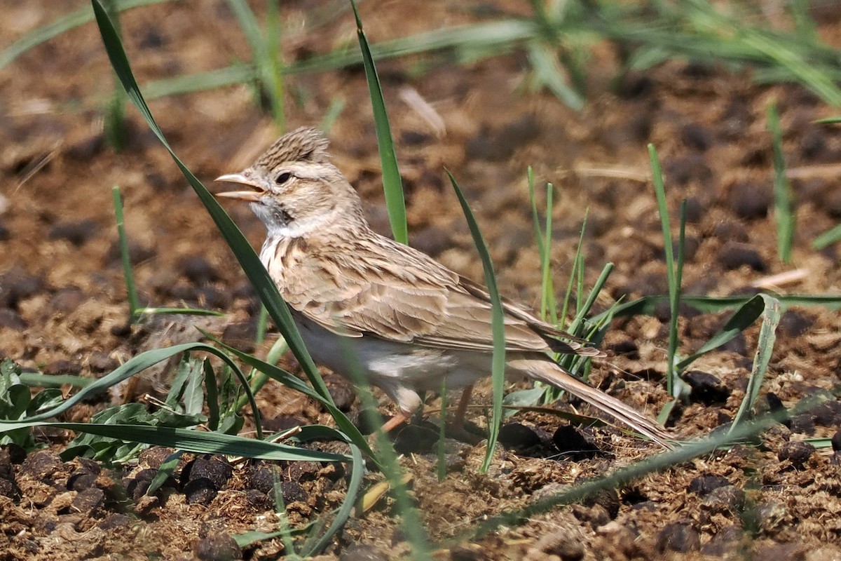 זרעית השדה - ML638451513