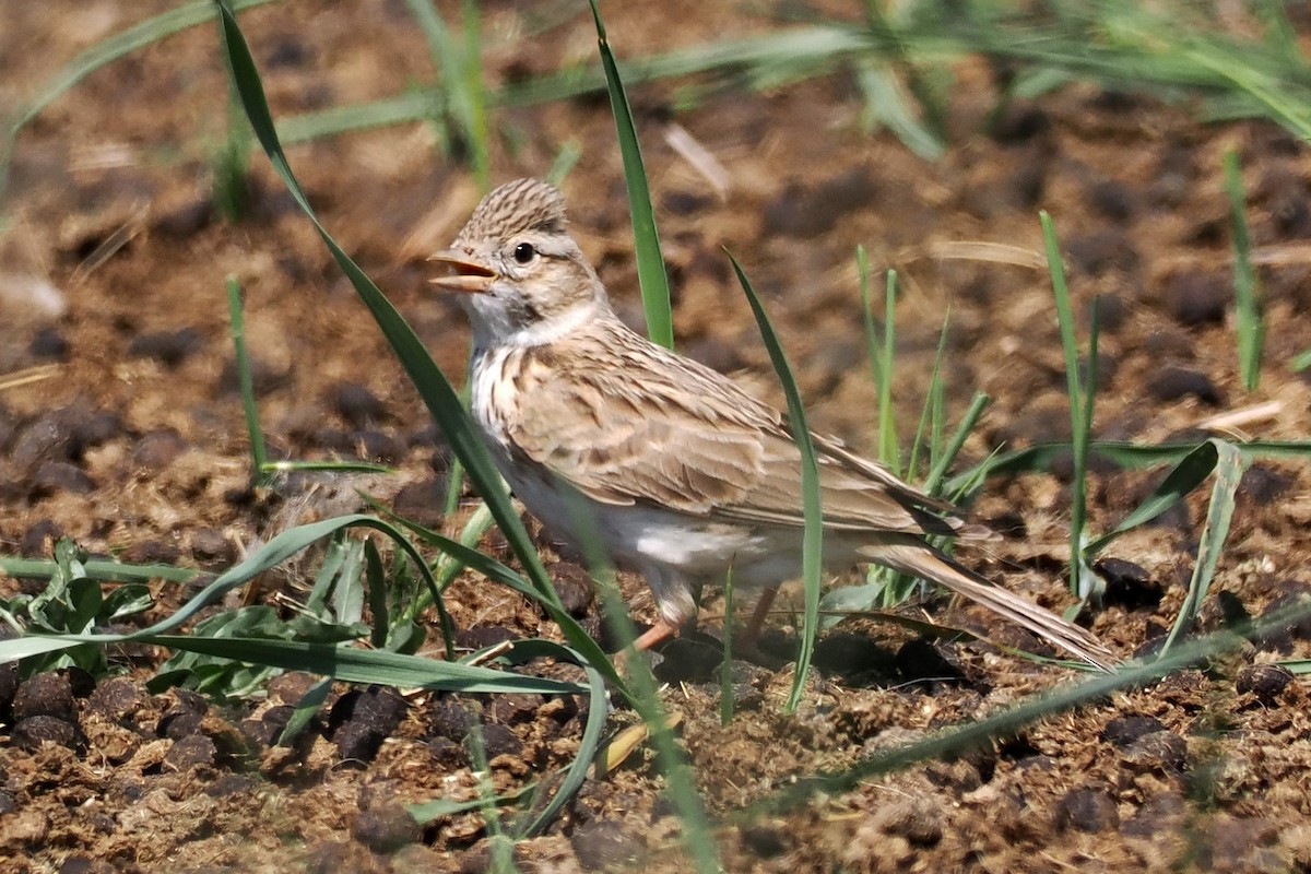 זרעית השדה - ML638451514