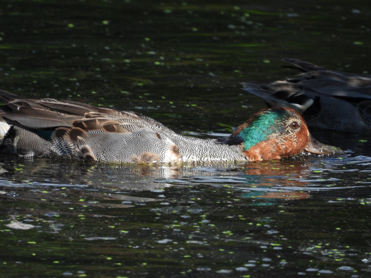 Green-winged Teal - ML638451524
