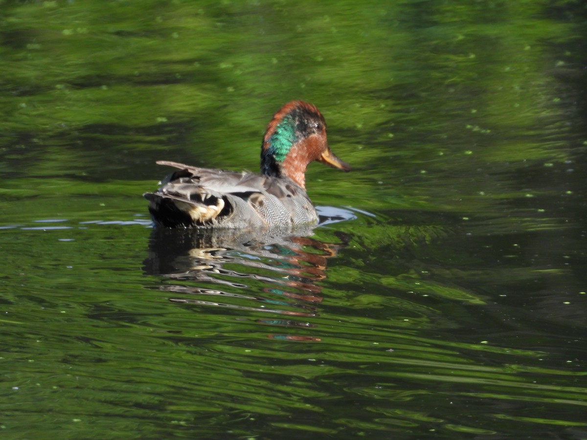 Green-winged Teal - ML638451526