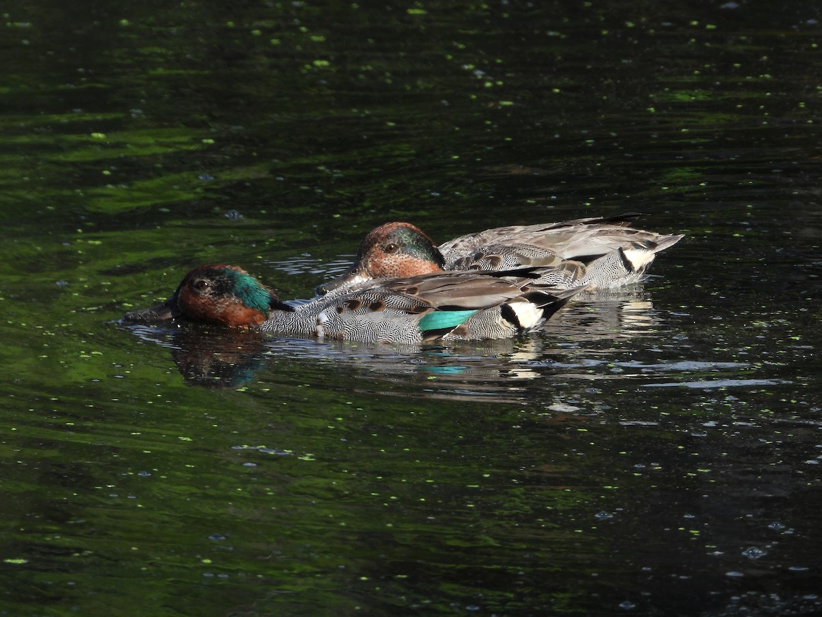 Green-winged Teal - ML638451527