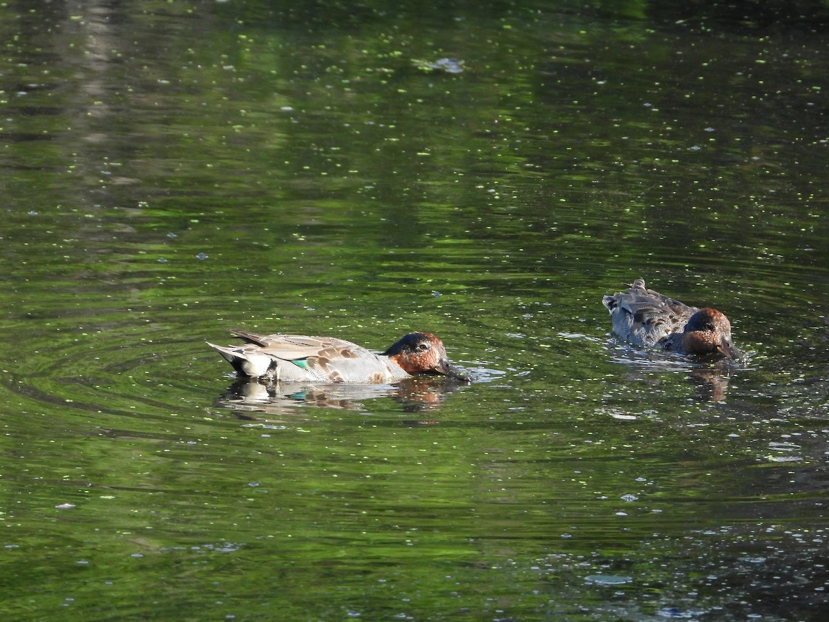 Green-winged Teal - ML638451531