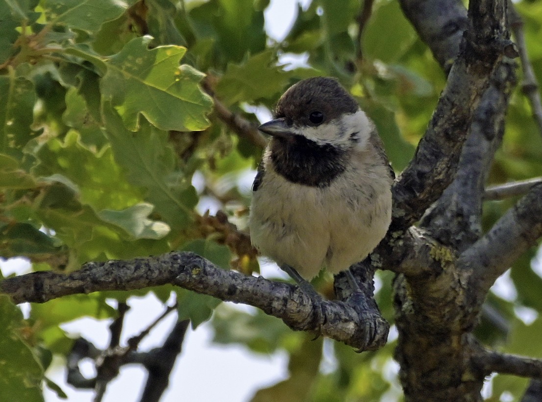 Sombre Tit - ML638451539