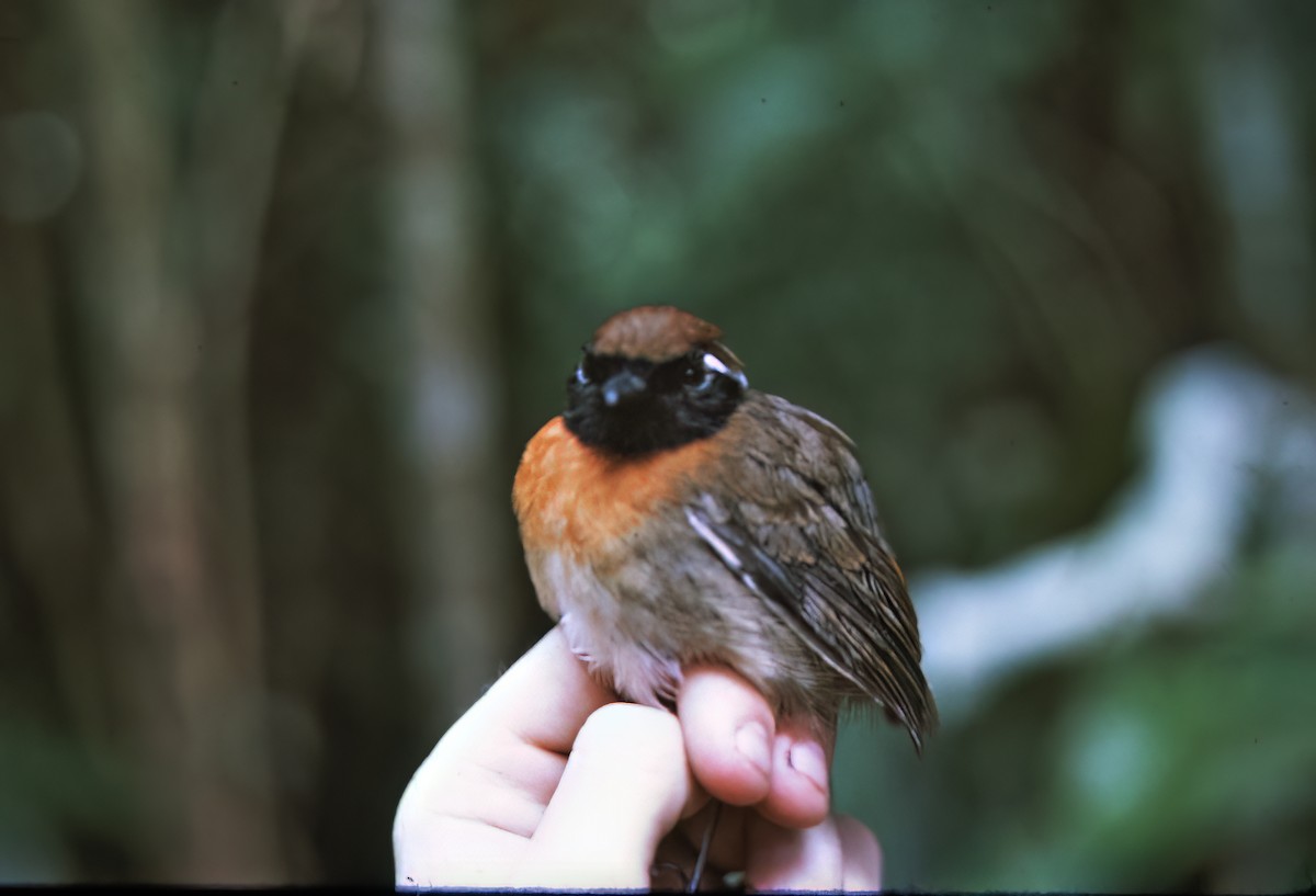 Chestnut-belted Gnateater - ML638451547