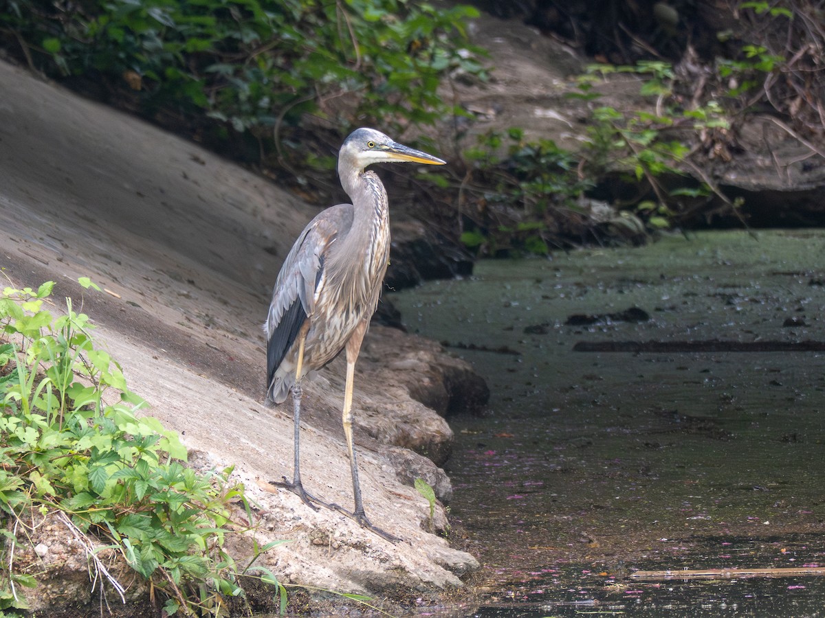 Amerika Gri Balıkçılı - ML638451562