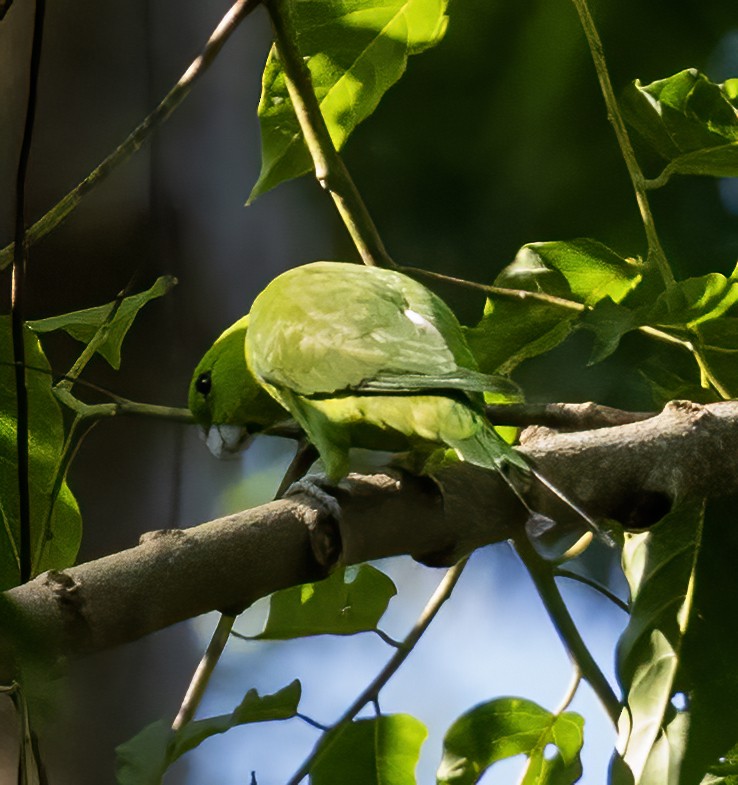 Green Racquet-tail - ML638451587