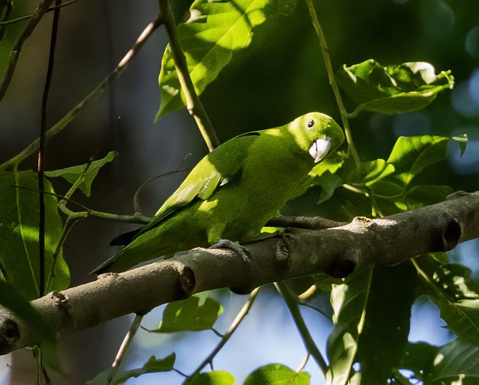 Green Racquet-tail - ML638451588