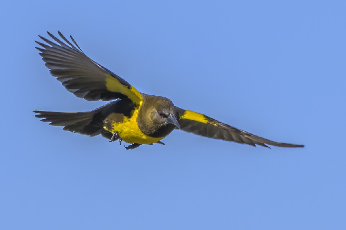 Brown-and-yellow Marshbird - ML638451618