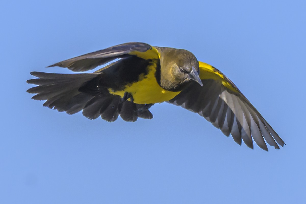 Brown-and-yellow Marshbird - ML638451621
