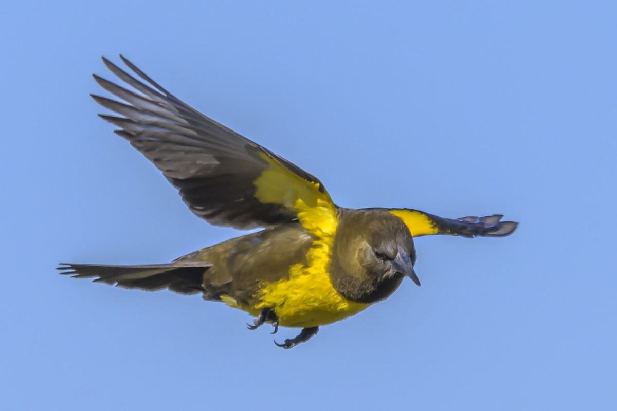 Brown-and-yellow Marshbird - ML638451622