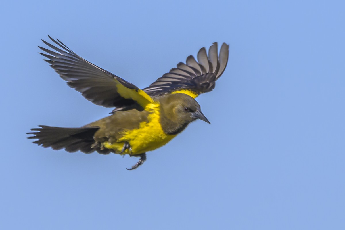 Brown-and-yellow Marshbird - ML638451630