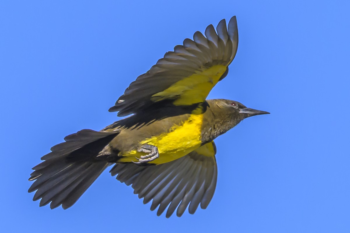 Brown-and-yellow Marshbird - ML638451633