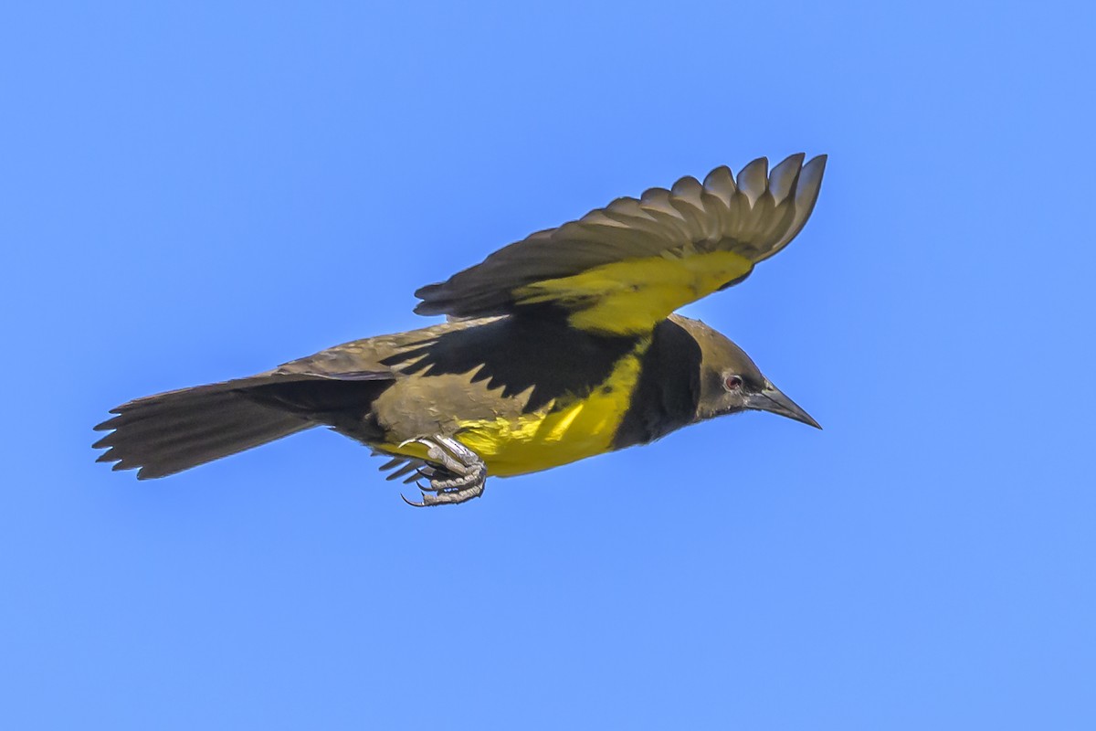Brown-and-yellow Marshbird - ML638451639