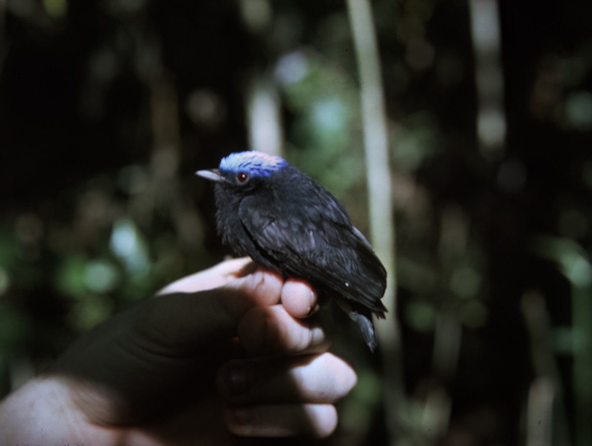 Blue-capped Manakin - ML638451640