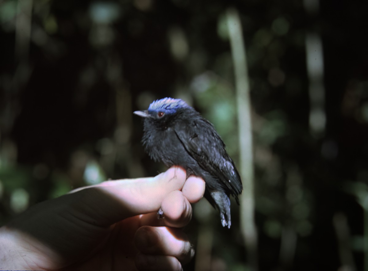 Blue-capped Manakin - ML638451641