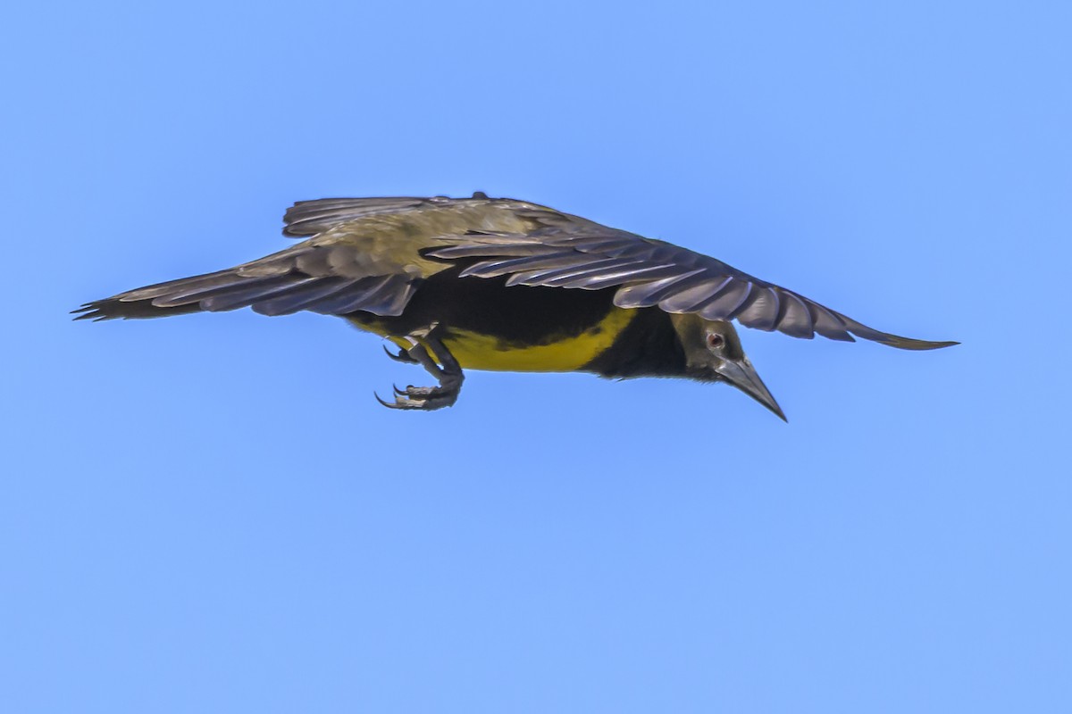 Brown-and-yellow Marshbird - ML638451642