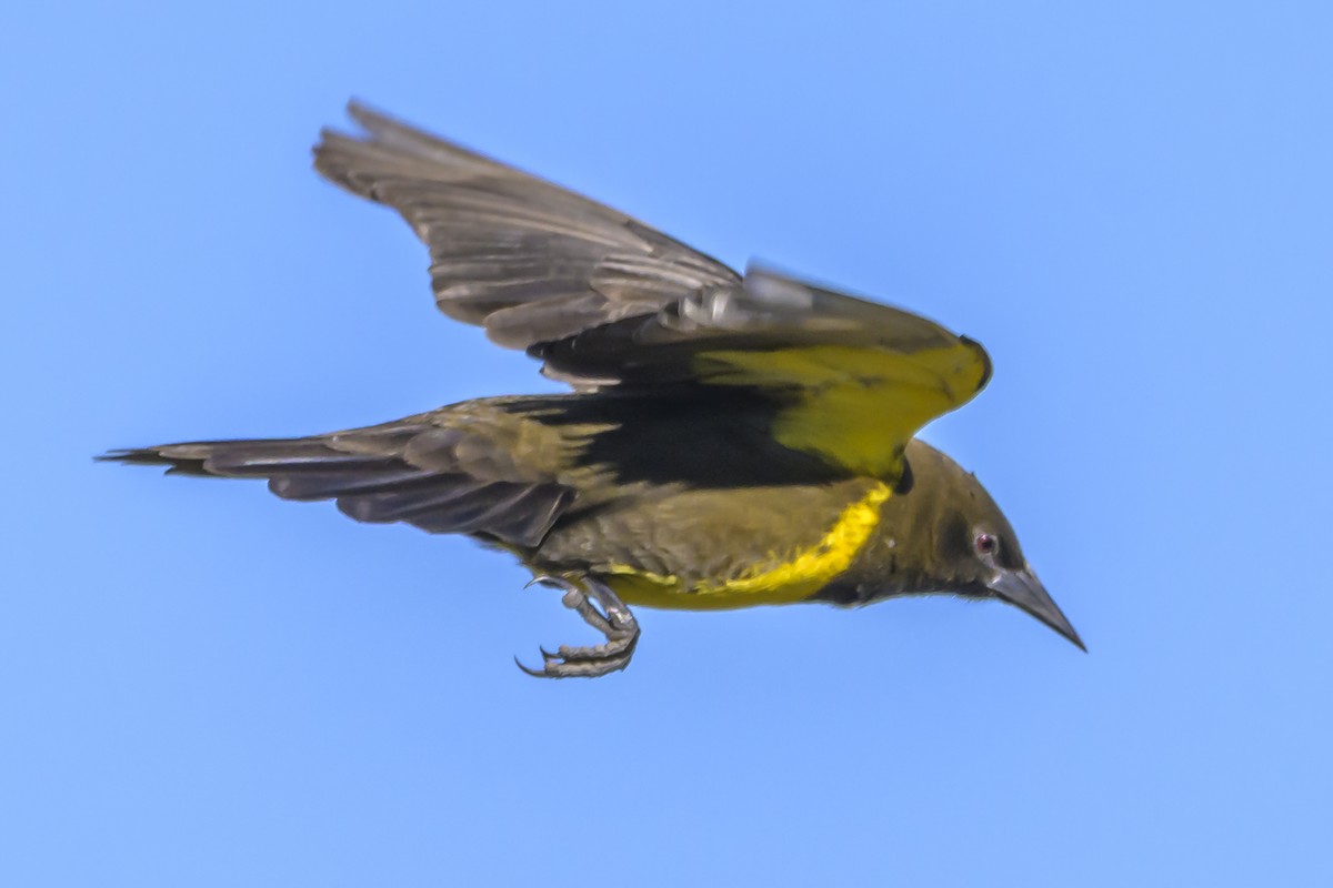 Brown-and-yellow Marshbird - ML638451643