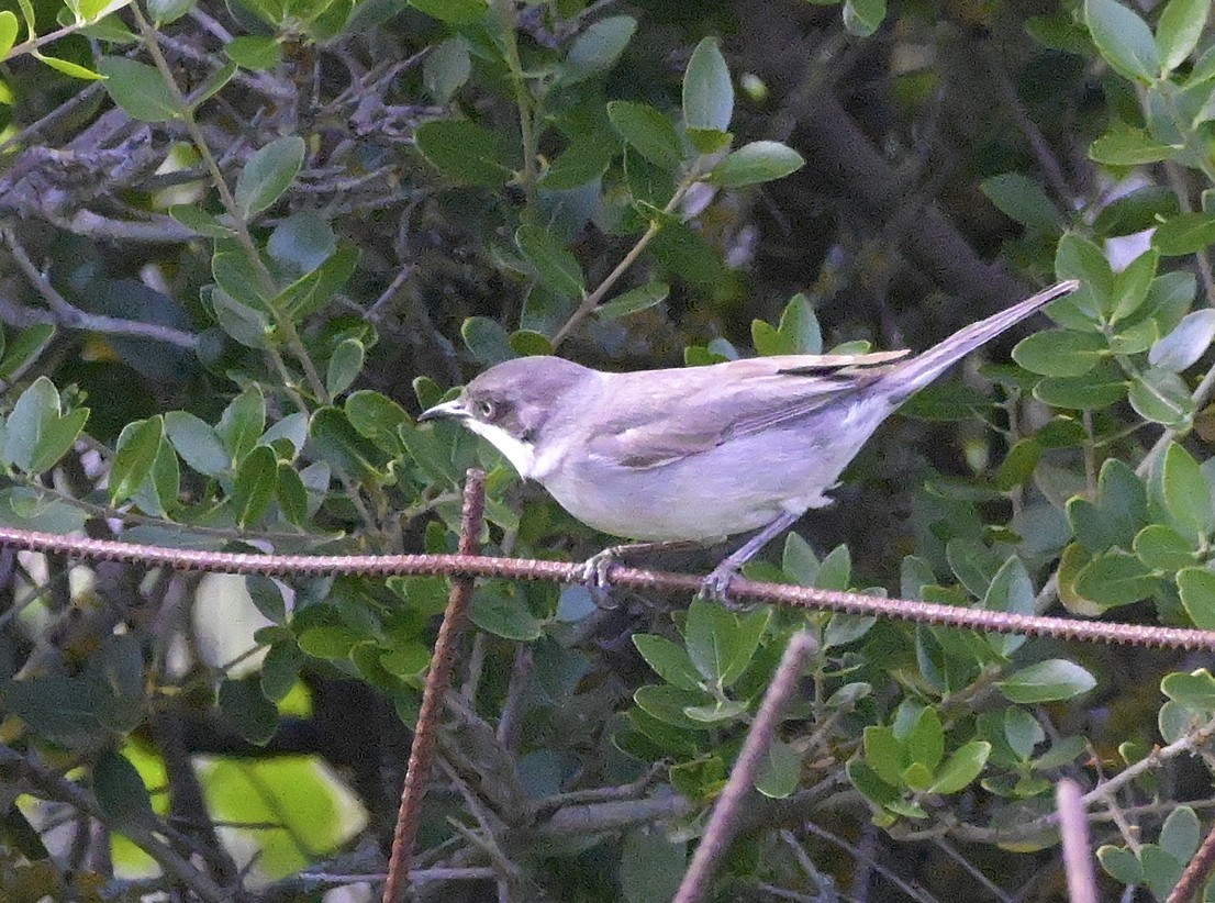 סבכי חורש - ML638451661