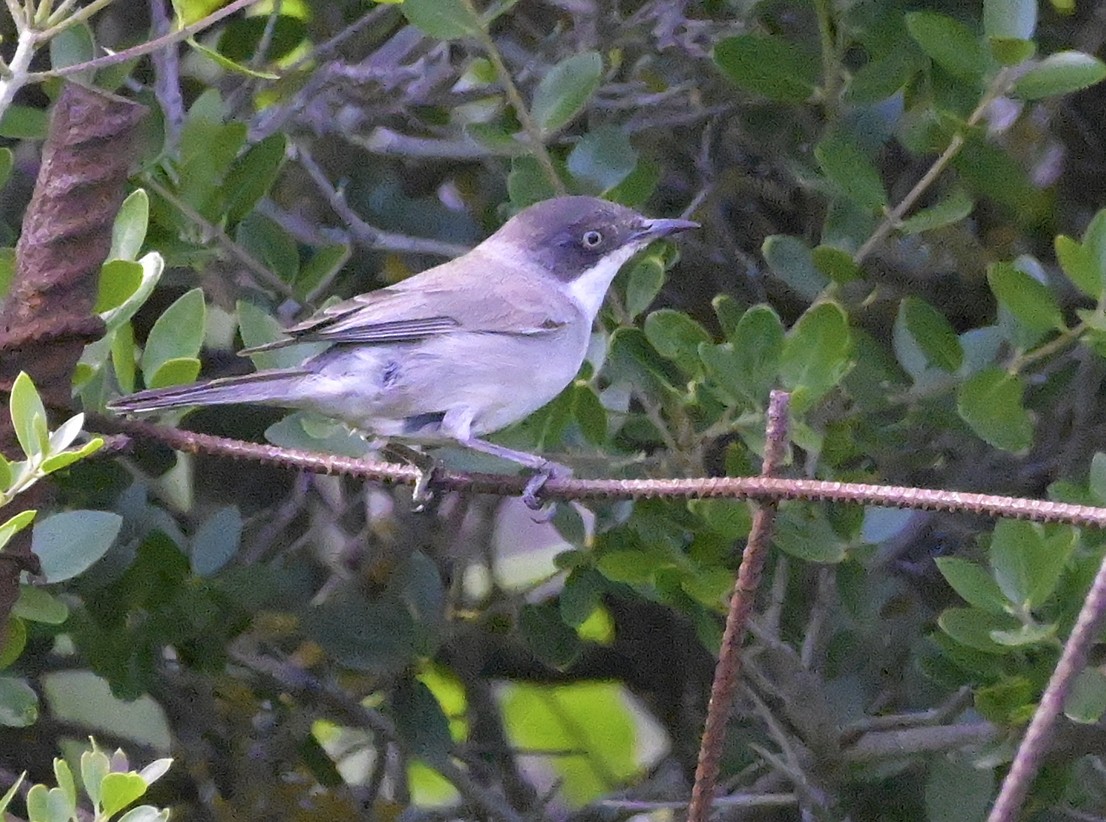 סבכי חורש - ML638451662